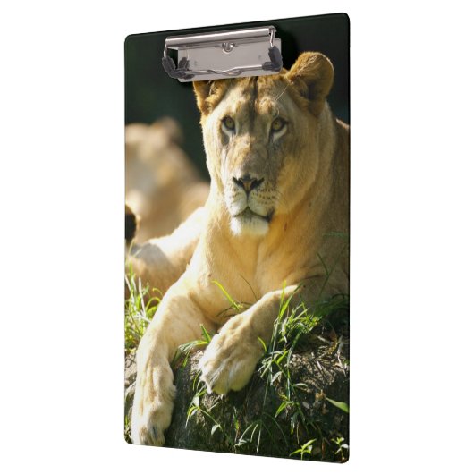 Löwen Klemmbrett (Links)