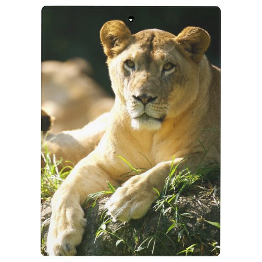 Löwen Klemmbrett (Rückseite)