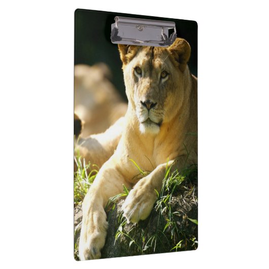 Löwen Klemmbrett (Rechts)