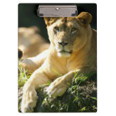 Löwen Klemmbrett (Vorderseite)