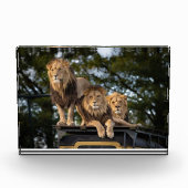 Löwen kühlen auf Safariwagen Fotoblock (Vorderseite)