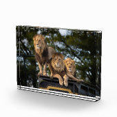 Löwen kühlen auf Safariwagen Fotoblock (Rechts)