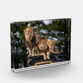 Löwen kühlen auf Safariwagen Fotoblock
