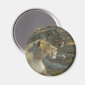 Löwen Magnet (Vorderseite/Rückseite)