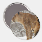 Löwen Magnet (Vorderseite/Rückseite)