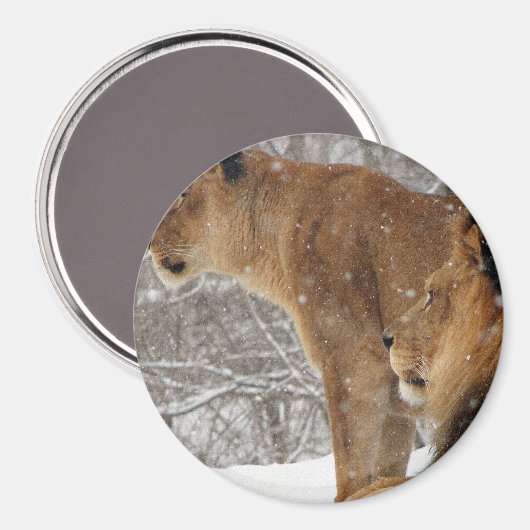 Löwen Magnet (Vorderseite/Rückseite)