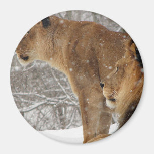 Löwen Magnet