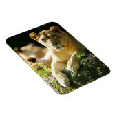 Löwen Magnet (Rechte Seite)