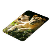 Löwen Magnet (Linke Seite)