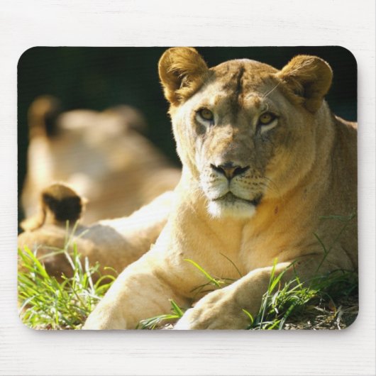 Löwen Mousepad (Vorne)