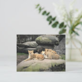Löwen napping im Zoo Postkarte (Stehend Vorderseite)