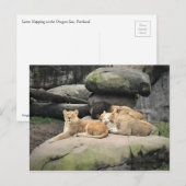 Löwen napping im Zoo Postkarte (Vorne/Hinten)