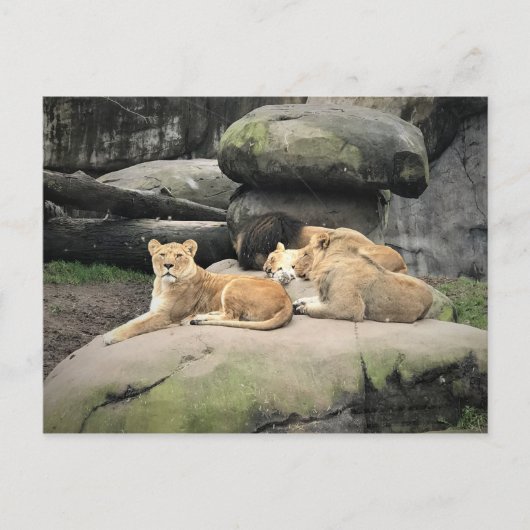 Löwen napping im Zoo Postkarte (Vorderseite)