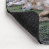 Löwen napping - Mousepad (Ecke)