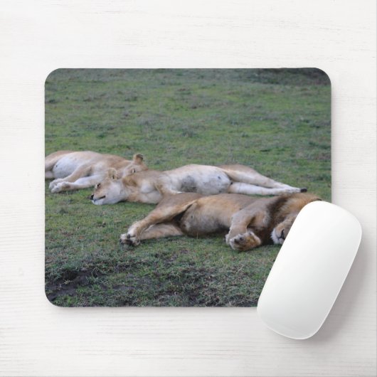 Löwen napping - Mousepad (Mit Mouse)