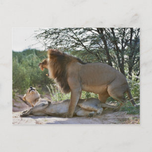 Löwen paaren, Panthera leo, Kgalagadi Postkarte