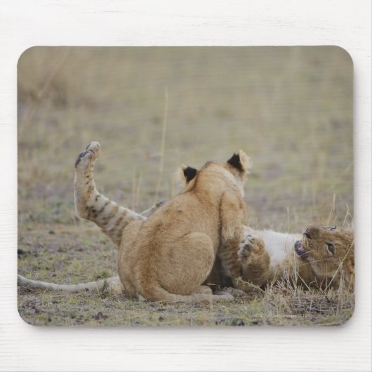 Löwen (Panthera leo), Grasjungen, Masai Mousepad (Vorne)
