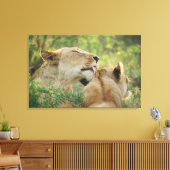 Löwen, Panthera leo grooming, Südafrika Leinwanddruck (Insitu (Wohnzimmer))