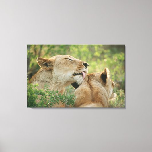 Löwen, Panthera leo grooming, Südafrika Leinwanddruck (Vorderseite)