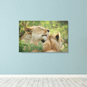 Löwen, Panthera leo grooming, Südafrika Leinwanddruck (Insitu (Holzboden))