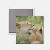 Löwen, Panthera leo grooming, Südafrika Magnet (Vorderseite/Rückseite)