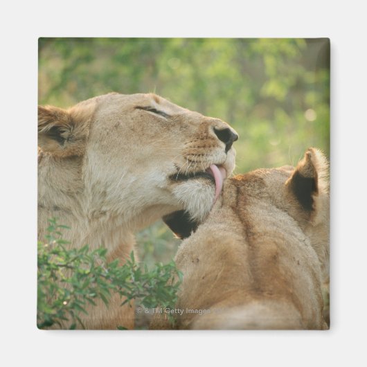 Löwen, Panthera leo grooming, Südafrika Magnet (Vorne)