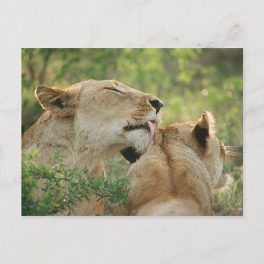 Löwen, Panthera leo grooming, Südafrika Postkarte (Vorderseite)