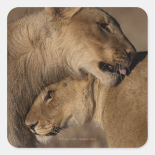Löwen (Panthera leo) Paarbindung, Skelett Quadratischer Aufkleber