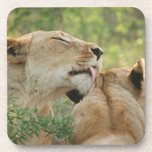 Löwen, Panthera pflegender Löwe, Südafrika Getränkeuntersetzer (Vorderseite)