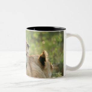 Löwen, Panthera pflegender Löwe, Südafrika Zweifarbige Tasse