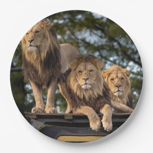 Löwen Pappteller (Vorderseite)