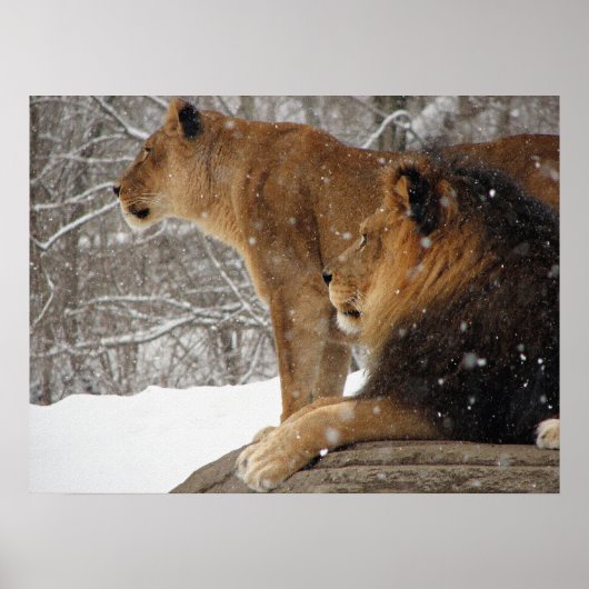 Löwen Poster (Vorne)