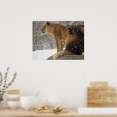 Löwen Poster (Küche)
