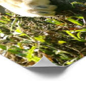 Löwen Poster (Ecke)