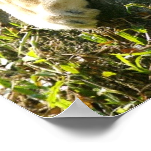 Löwen Poster (Ecke)