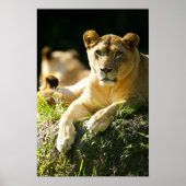 Löwen Poster (Vorne)