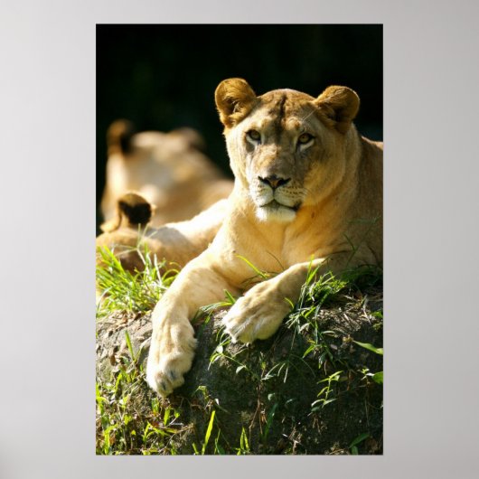 Löwen Poster (Vorne)