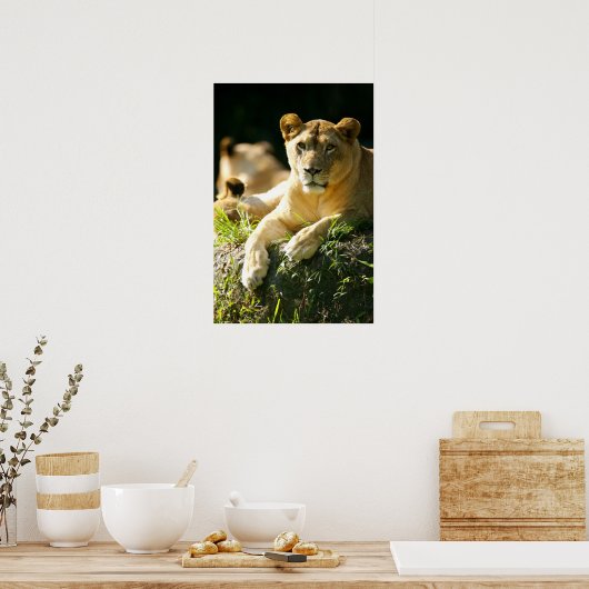 Löwen Poster (Küche)