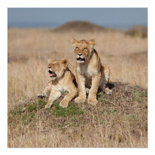 Löwen Poster (Vorderseite)