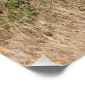 Löwen Poster (Ecke)