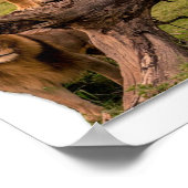 Löwen Poster (Ecke)