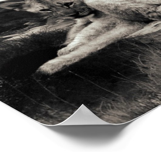 Löwen Poster (Ecke)