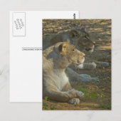 Löwen Postkarte (Vorne/Hinten)