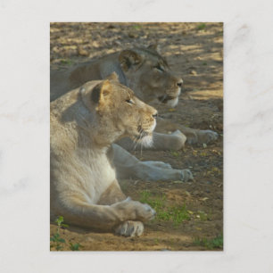 Löwen Postkarte