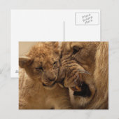 Löwen Postkarte (Vorne/Hinten)