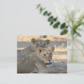 Löwen Postkarte (Stehend Vorderseite)