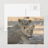 Löwen Postkarte (Vorne/Hinten)