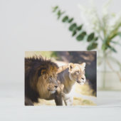 Löwen Postkarte (Stehend Vorderseite)