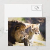 Löwen Postkarte (Vorne/Hinten)