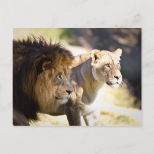 Löwen Postkarte